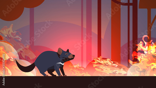 tasmanian devil escaping from forest fires in australia animal dying in wildfire bushfire burning trees natural disaster concept intense orange flames horizontal vector illustration