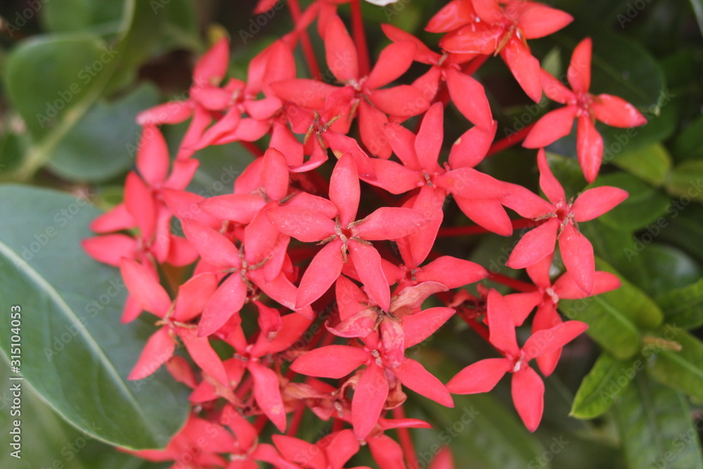 tiny red star flowers ixora cocinea rubiaceae 