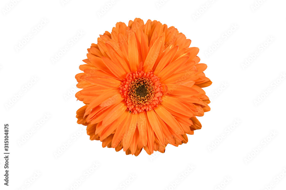 Flowers Isolated on White background with clipping path. There are red, pink, yellow and orange gerbera. Flowers Isolated on White background with clipping path. There are red, pink, yellow and orange gerbera.