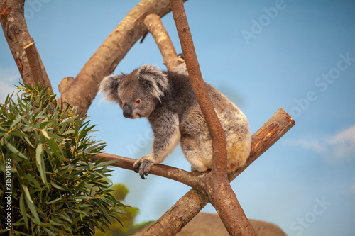 Southern Koala climbing across tree branches towards some eucalyptus leaves. Adorable grey southern koala sitting in a tree branch.  