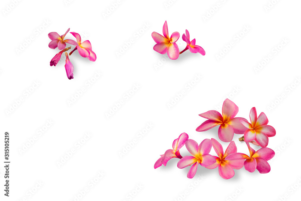 Flowers Isolated on White Background. There are Pink Frangipani. Flowers Isolated on White Background. There are Pink Frangipani.