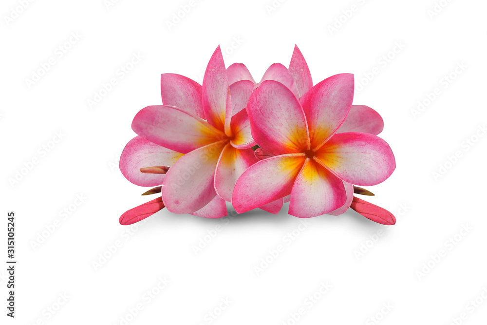 Naklejka premium Flowers Isolated on White Background. There are Pink Frangipani. 