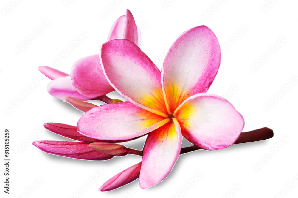 Flowers Isolated on White Background. There are  Pink Frangipani.  