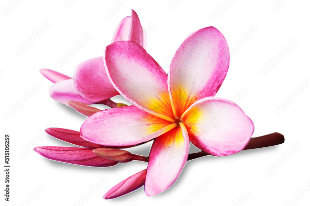 Flowers Isolated on White Background. There are Pink Frangipani. Flowers Isolated on White Background. There are Pink Frangipani.