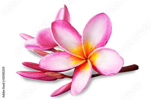 Flowers Isolated on White Background. There are Pink Frangipani. 