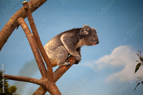 Southern Koala sat in tree resting after eating eucalyptus leaves. Beautiful grey koala bear up in tree with cute fluffy ears.
