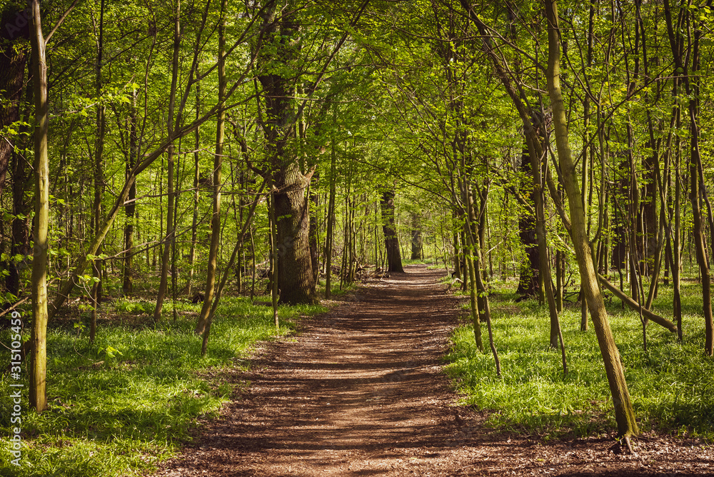 Fototapeta premium Path in a spring Forest, fresh green in Spring forest, fresh wild garlic in forest