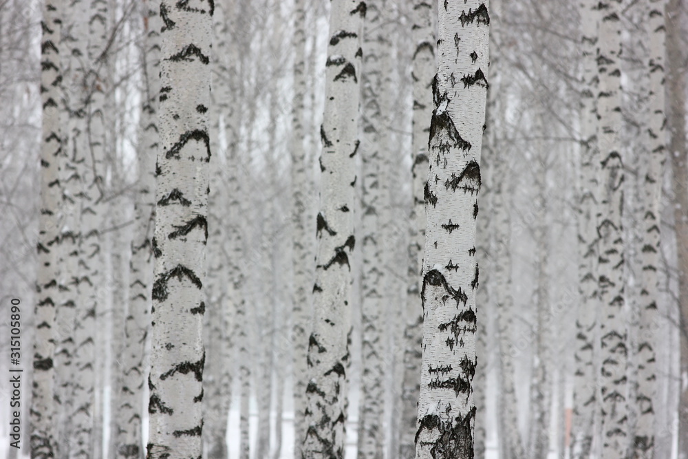 Obraz premium landscape background with a view of birch trees in winter forest