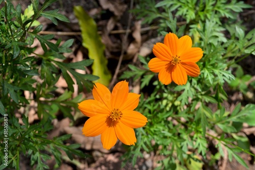 Couple orange Kenikir Flower