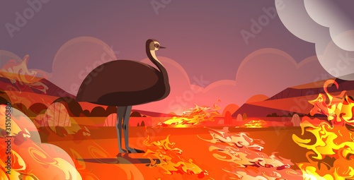 emu or ostrich escaping from fires in australia animal dying in wildfire bushfire natural disaster concept intense orange flames horizontal vector illustration