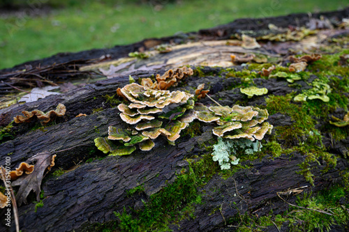 Pilze auf einem abgestorbenen Baumstamm