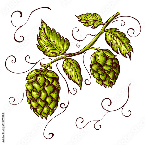 hand drawn hops plant illustration isolated on white. vector hop on a branch with leaves and cones in engraving vintage style with curly tendrils great for packing, beer label design, pub emblem et