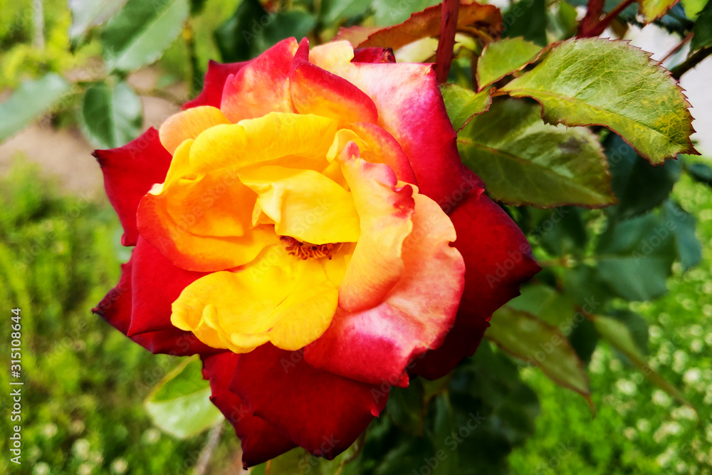 red and yellow roses in the garden. Spring. red and yellow roses in the garden. Spring.