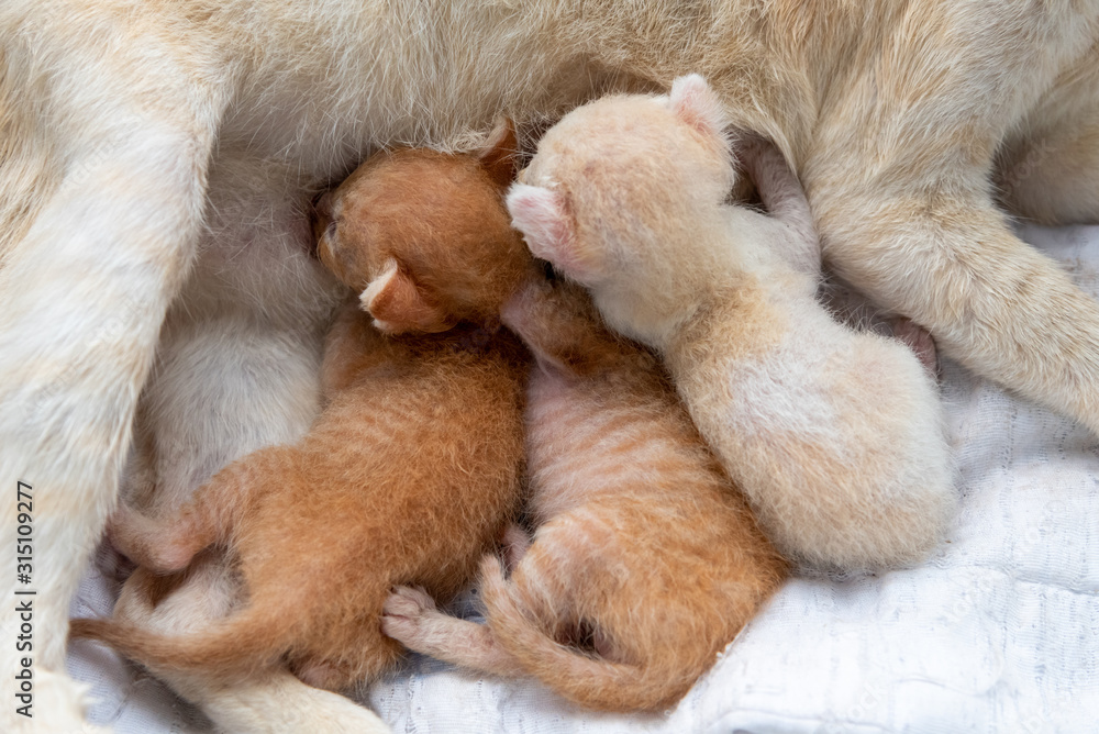 The cat mother is feeding the kitten. The cat mother is feeding the kitten.