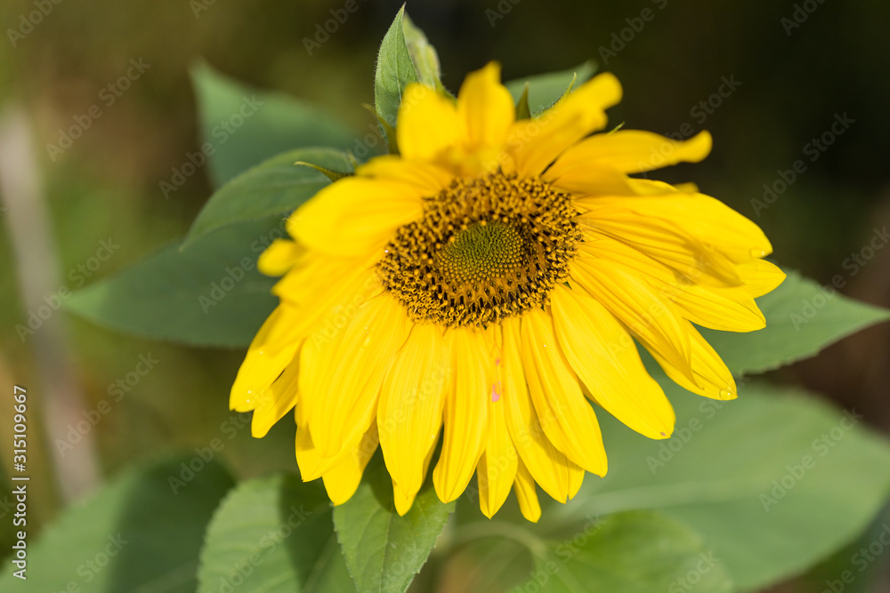 Flowered sunflower facing the sun's rays Flowered sunflower facing the sun's rays