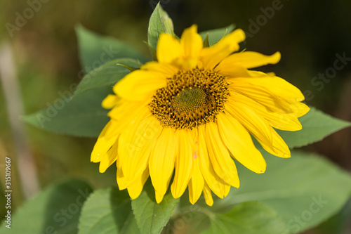Flowered sunflower facing the sun s rays