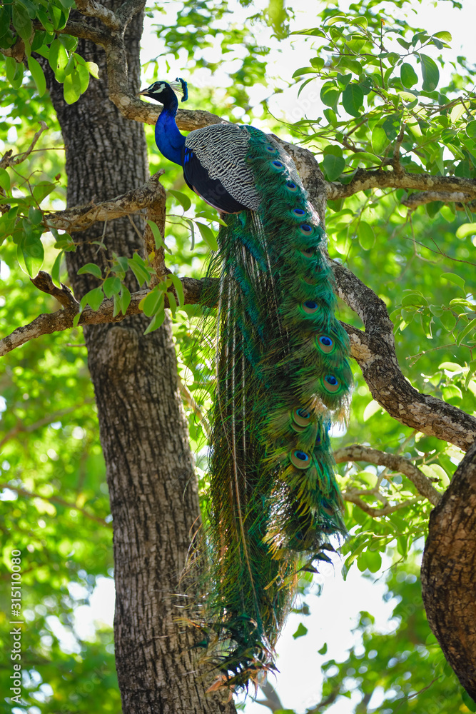 Naklejka premium peacock on a tree