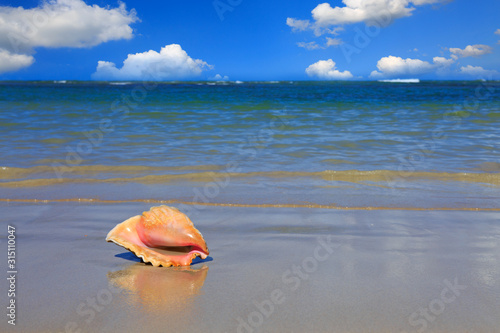 Sea shell on tropical beach. Travel background.