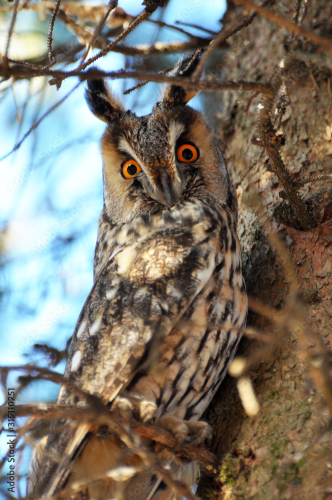 An owl eared (Asio Otus) sits on a tree An owl eared (Asio Otus) sits on a tree