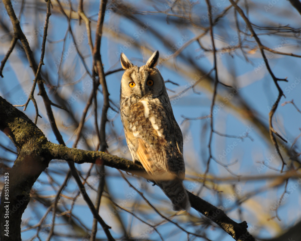 An owl eared (Asio Otus) sits on a tree An owl eared (Asio Otus) sits on a tree