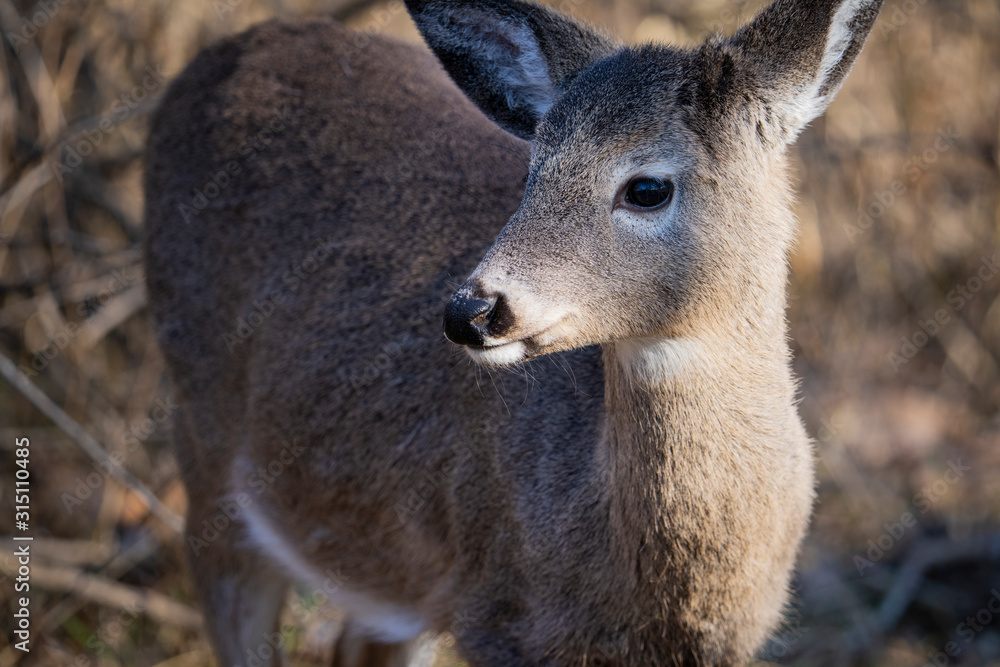 White-tailed Deer standing in the woods White-tailed Deer standing in the woods