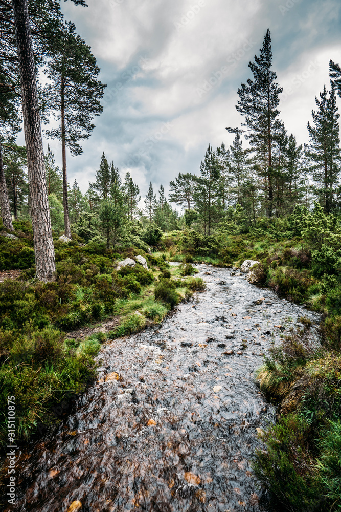Tranquil autumn stream among trees in remote woods, Loch an Eilein, Scotland Tranquil autumn stream among trees in remote woods, Loch an Eilein, Scotland