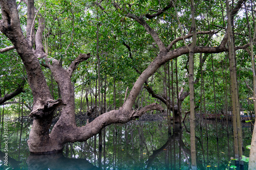 Fototapeta Naklejka Na Ścianę i Meble -  Mangrove tree forest rise above the clear water naturally.
