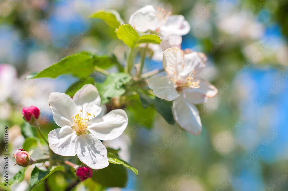 Fototapeta premium Spring card of a blooming garden concept. Flowering trees close-up and copy space.