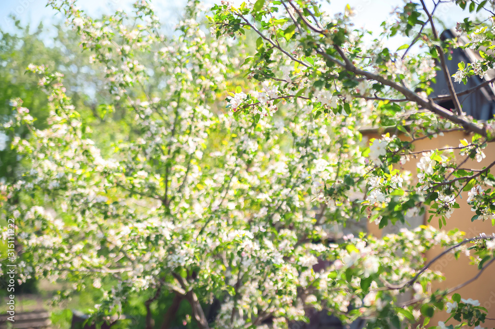 Spring card of a blooming garden concept. Flowering trees close-up and copy space. Spring card of a blooming garden concept. Flowering trees close-up and copy space.