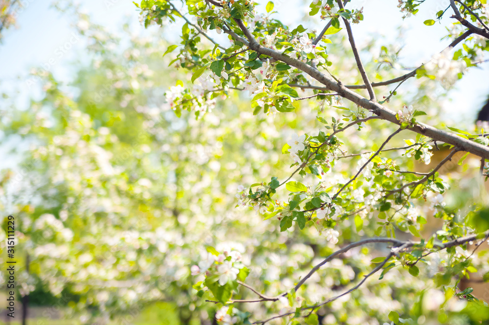 Spring card of a blooming garden concept. Flowering trees close-up and copy space. Spring card of a blooming garden concept. Flowering trees close-up and copy space.