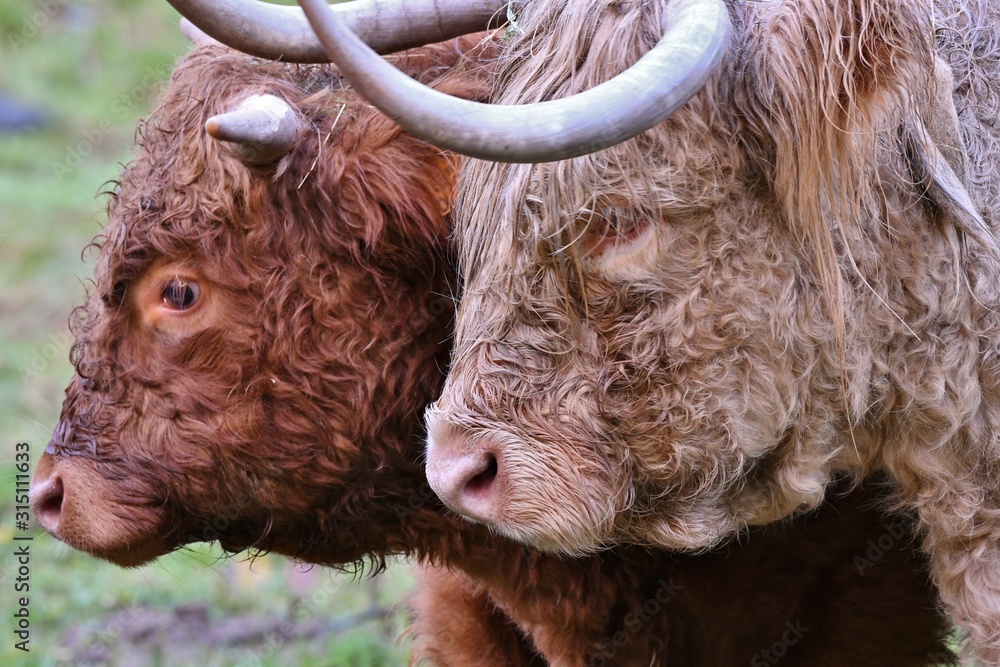 Fototapeta premium portrait of two scottish higlander cows