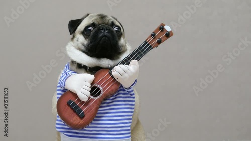 Surprised funny pug looks at the camera with a guitar in a festive costume, dog musician guitarist photo