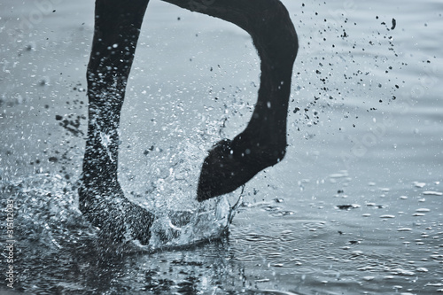 Close up horse hoof splashing in water photo