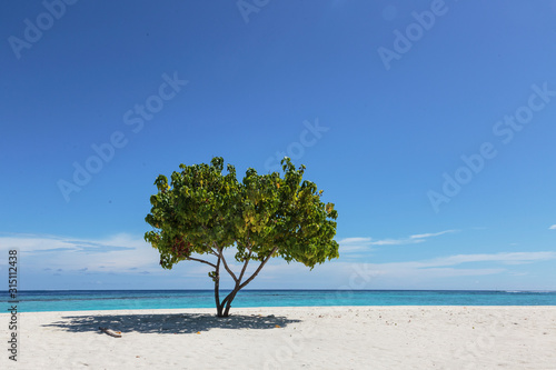 Single tree on sunny, tranquil remote ocean beach under blue sky, Maldives