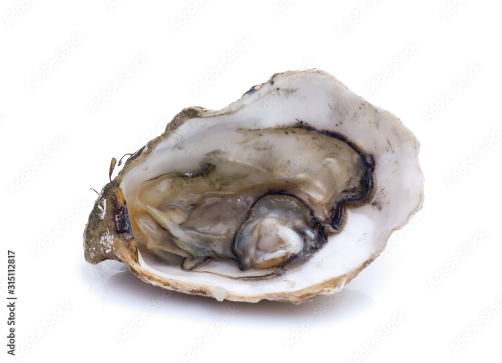 Fresh oyster on white background Fresh oyster on white background