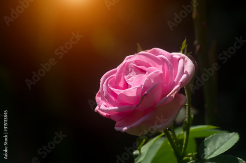 Pink Rose flower with blur background.