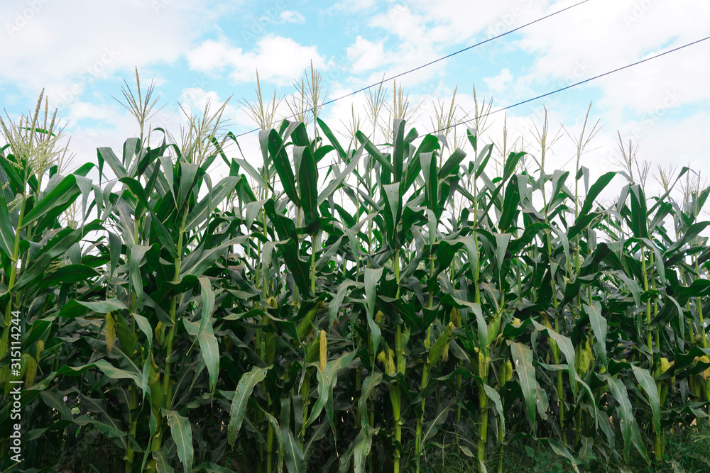 Fresh corn isolated on white background. A selective focus picture of corn cob in corn field. Fresh corn isolated on white background. A selective focus picture of corn cob in corn field.