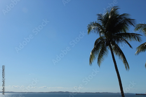 palm tree on the beach