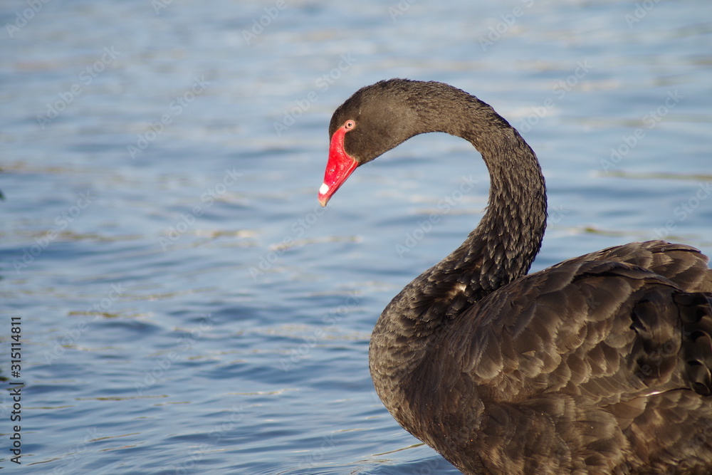 Obraz premium black swan