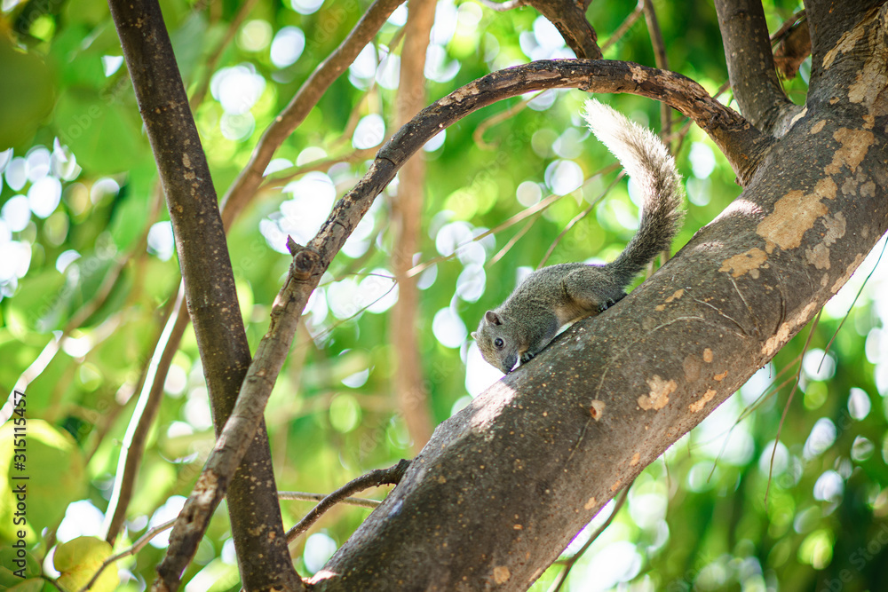 Brown squirrel runs on a green tree.