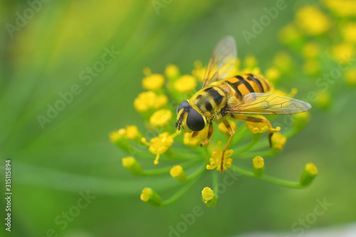 bee-mimicking hoverfly sits on an umbellifer in the sunlight photo