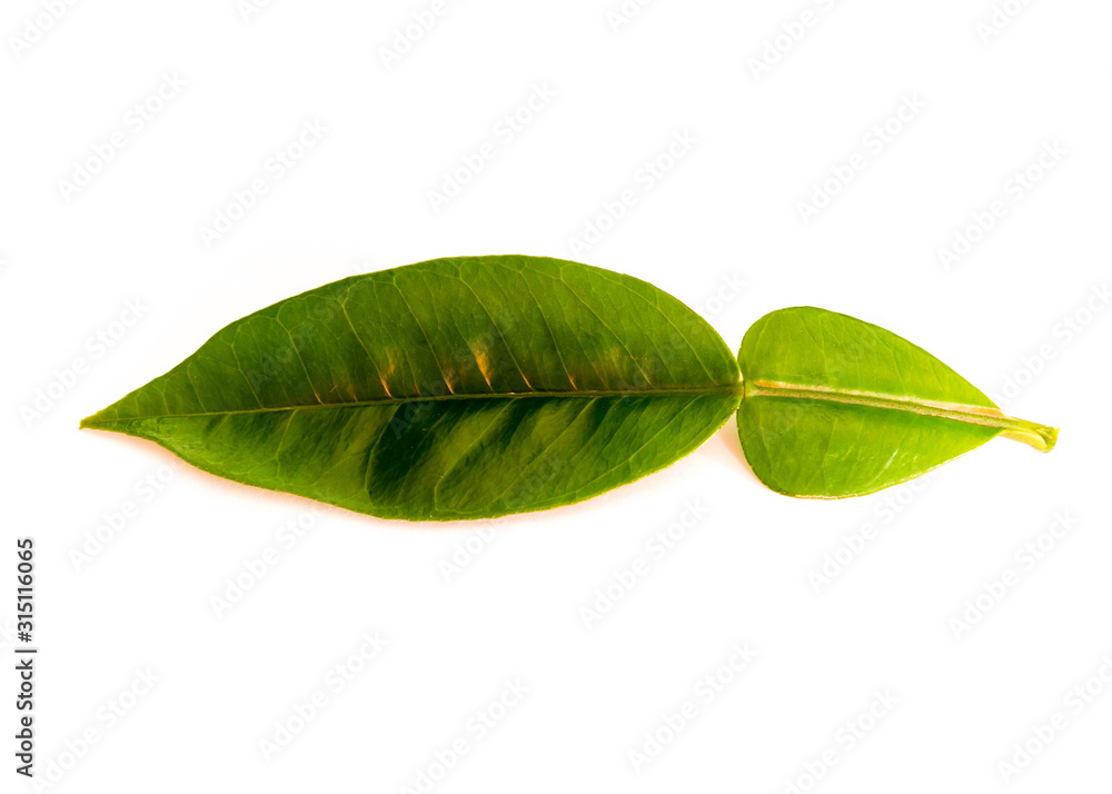Obraz premium Studio shot single Asian grapefruit leaf isolated on white