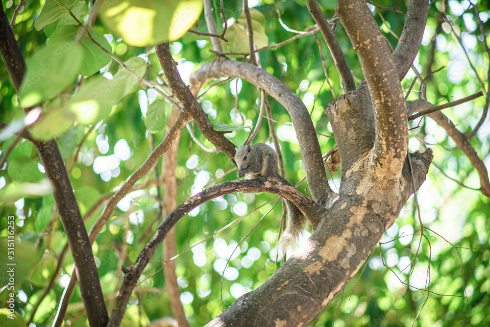 Brown squirrel runs on a green tree. Brown squirrel runs on a green tree.