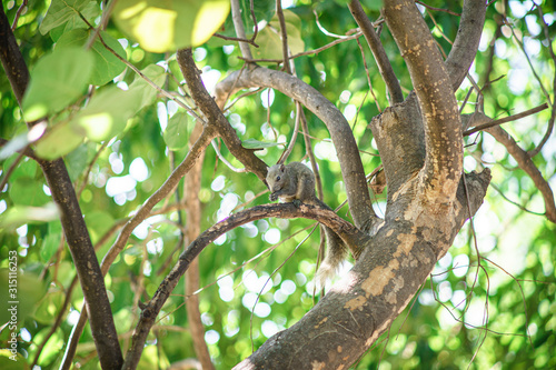 Brown squirrel runs on a green tree.