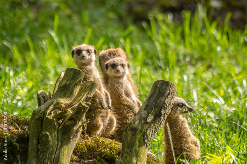 Erdmännchen im Krefelder Zoo