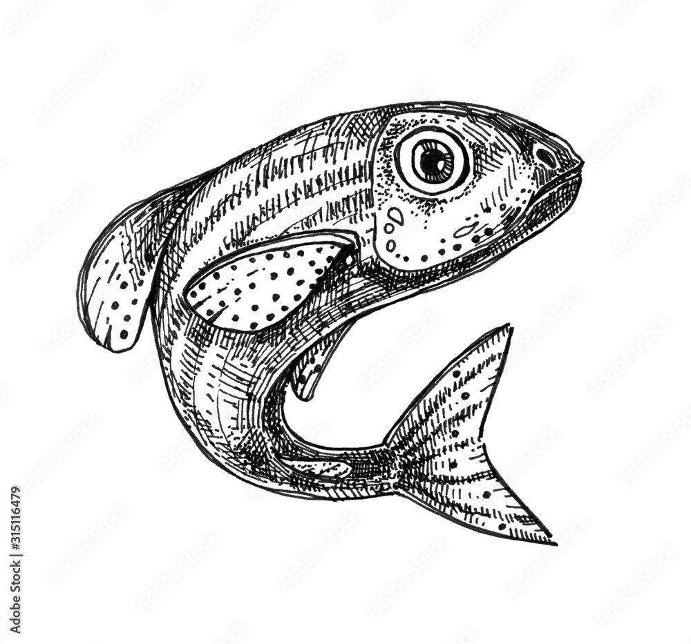 Naklejka premium Ink drawn fish isolated from background. Aquarium fish - hand drawn illustration. Rose danio.