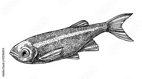 Photography Ink drawn fish isolated from background