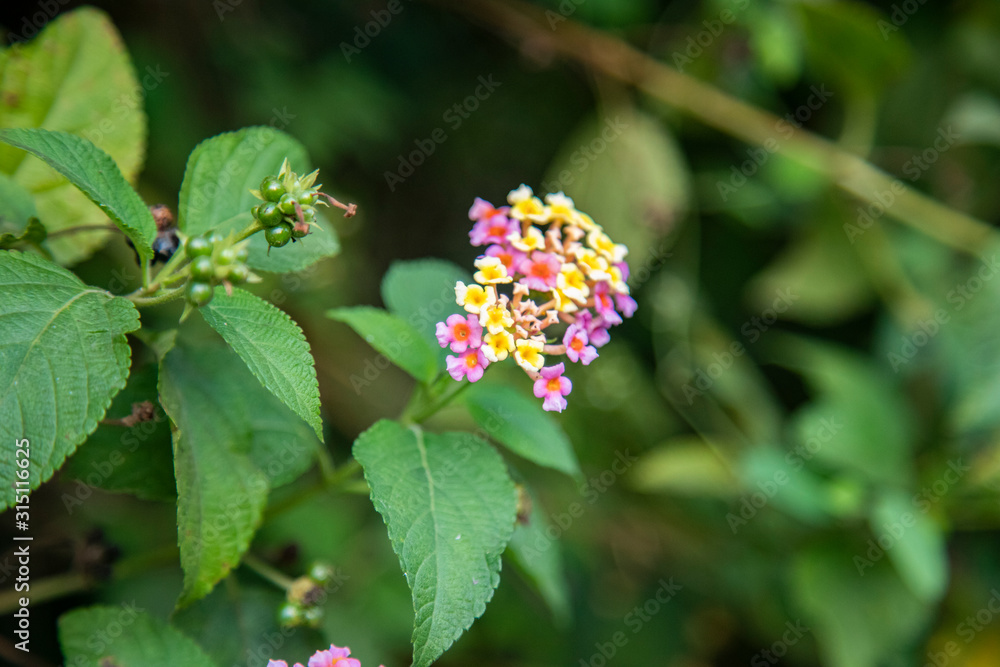 Lantana camara or West Indian Lantana flowers blooming in the garden Lantana camara or West Indian Lantana flowers blooming in the garden