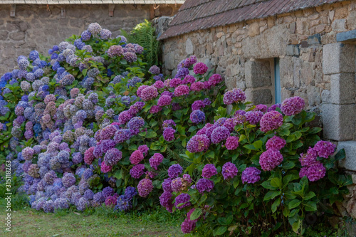 Hortensienblüte in der Bretagne