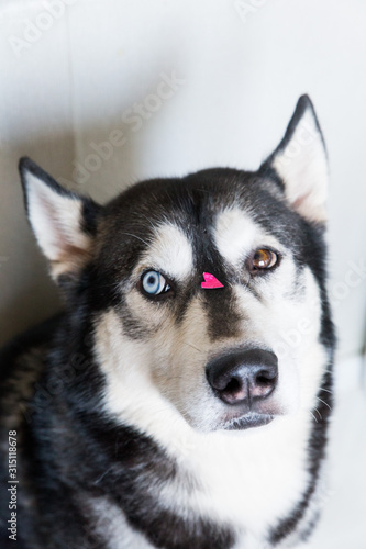 Fototapeta Naklejka Na Ścianę i Meble -  cute husky dog ​​with different eyes color with a heart on the nose